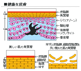 健康な皮膚
