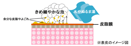 表皮のイメージ図
